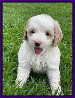 Oreo Benz pups 6 wks old 241