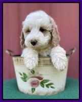 Oreo Benz pups 7 wks old 231