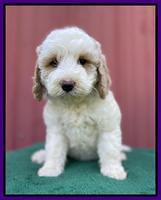 Oreo Benz pups 7 wks old 241