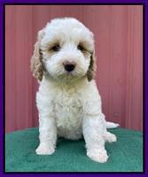 Oreo Benz pups 7 wks old 251