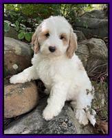 Oreo Benz pups 8 wks old 181