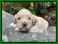 Oreo Benz pups 3 .5 wks old 151