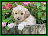 Oreo Benz pups 5 wks old 231