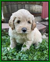Oreo Benz pups 5 wks old 271