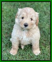 Oreo Benz pups 6 wks old 251