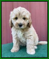 Oreo Benz pups 7 wks old 291
