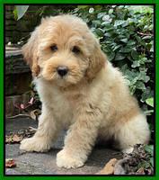 Oreo Benz pups 8 wks old 1222