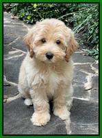 Oreo Benz pups 8 wks old 2222