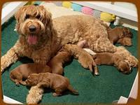 Haven and pups 10 days old