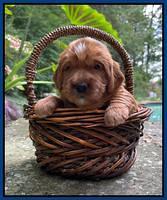 Haven Bayou pups 3 wks old 41