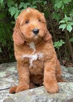 Haven Bayou pups 8 wks old 5!