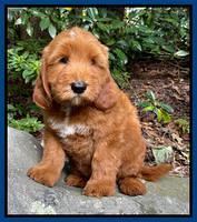 Haven Bayou pups 8 wks old 6!