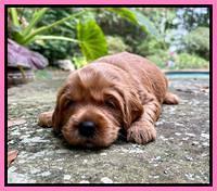 Haven Bayou pups 3 wks old 61
