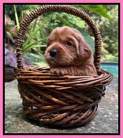 Haven Bayou pups 3 wks old 81