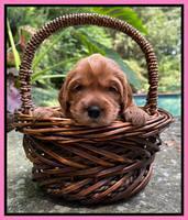 Haven Bayou pups 3 wks old 91