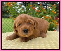 Haven Bayou pups 4 wks old 61