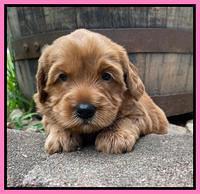 Haven Bayou pups 4 wks old 71