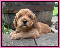 Haven Bayou pups 4 wks old 81