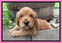 Haven Bayou pups 4 wks old 91