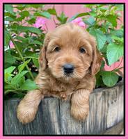 Haven Bayou pups 5 wks old 71