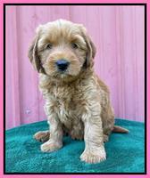 Haven Bayou pups 6 wks old 81