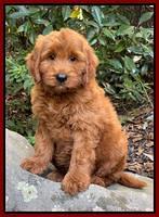 Haven Bayou pups 8 wks old 33000