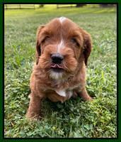 Haven Bayou pups 5 wks old 191