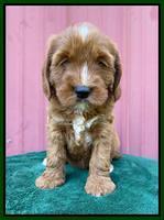 Haven Bayou pups 6 wks old 211