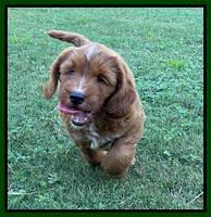 Haven Bayou pups 7 wks old 161