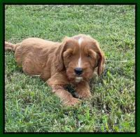 Haven Bayou pups 7 wks old 191