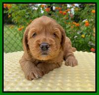 Haven Bayou pups 4 wks old 211