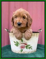 Haven Bayou pups 6 wks old 281