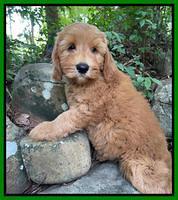 Haven Bayou pups 8 wks old 2!100