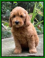 Haven Bayou pups 8 wks old 3!100