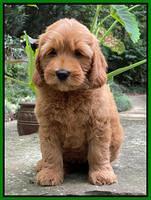 Haven Bayou pups 8 wks old 6!100