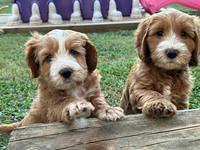 Haven Gambler 7 weeks individual 661