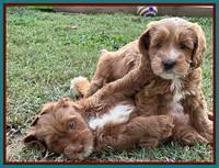 Haven Gambler 7 weeks individual 671