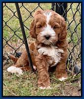 Haven Gambler 7 weeks individual 31