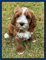 Haven Gambler 7 weeks individual 51