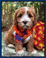 Haven Gambler 8 weeks individual 18382