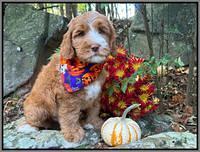 Haven Gambler 8 weeks individual 261