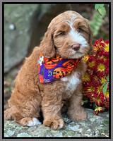 Haven Gambler 8 weeks individual 281