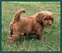 Haven Gambler 6 weeks individual 201