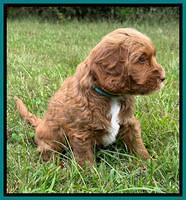 Haven Gambler 6 weeks individual 221