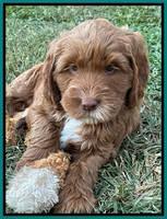 Haven Gambler 7 weeks individual 261