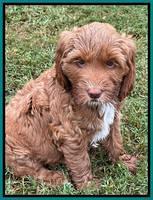 Haven Gambler 7 weeks individual 351