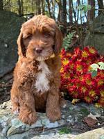 Haven Gambler 8 weeks individual 20382