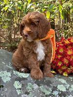 Haven Gambler 8 weeks individual 23382