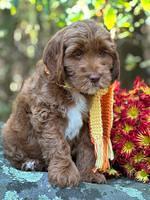Haven Gambler 8 weeks individual 26382