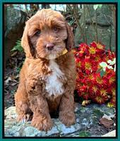 Haven Gambler 8 weeks individual 28382